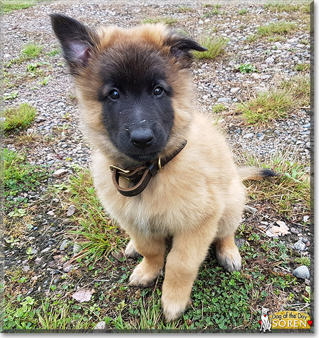 Soren the Belgian Tervuren, the Dog of the Day