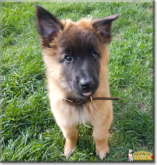 Soren the Belgian Tervuren, the Dog of the Day