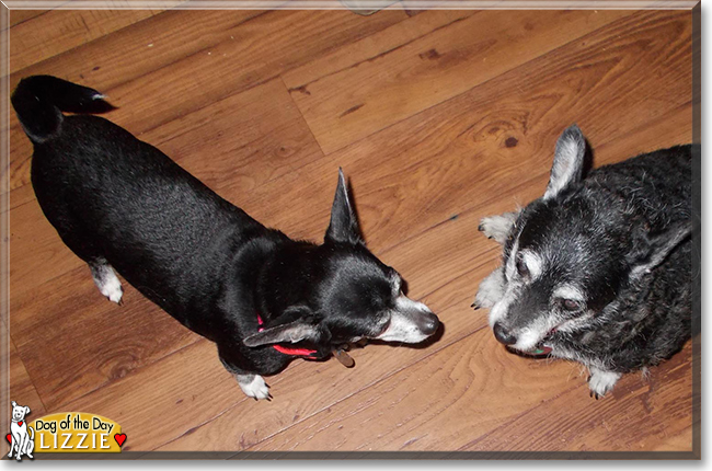 Lizzie the Chihuahua mix, the Dog of the Day