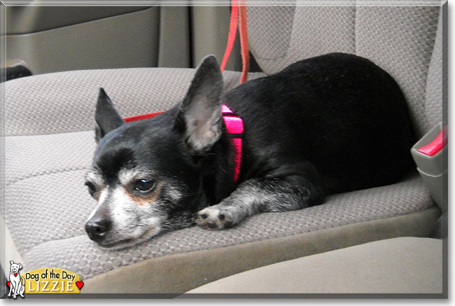 Lizzie the Chihuahua mix, the Dog of the Day