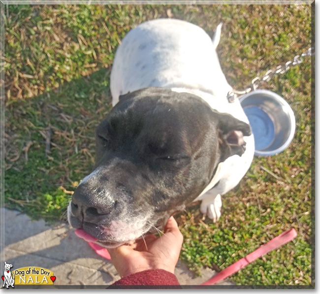 Nala the Pit Bull Terrier, the Dog of the Day