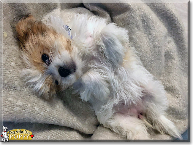 Poppy the Maltese, Shih Tzu mix, the Dog of the Day