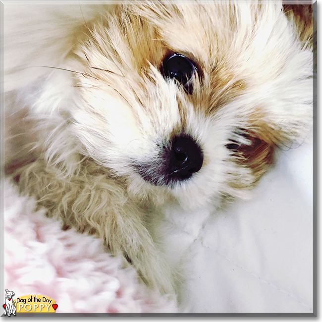 Poppy the Maltese, Shih Tzu mix, the Dog of the Day