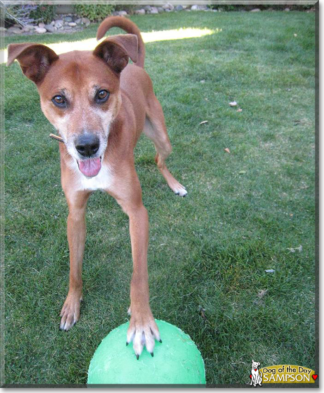 Sampson the Dog, the Dog of the Day