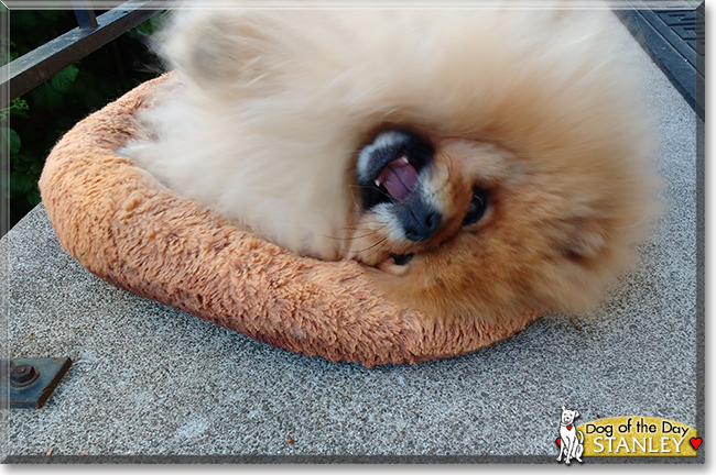 Stanley the Pomeranian, the Dog of the Day