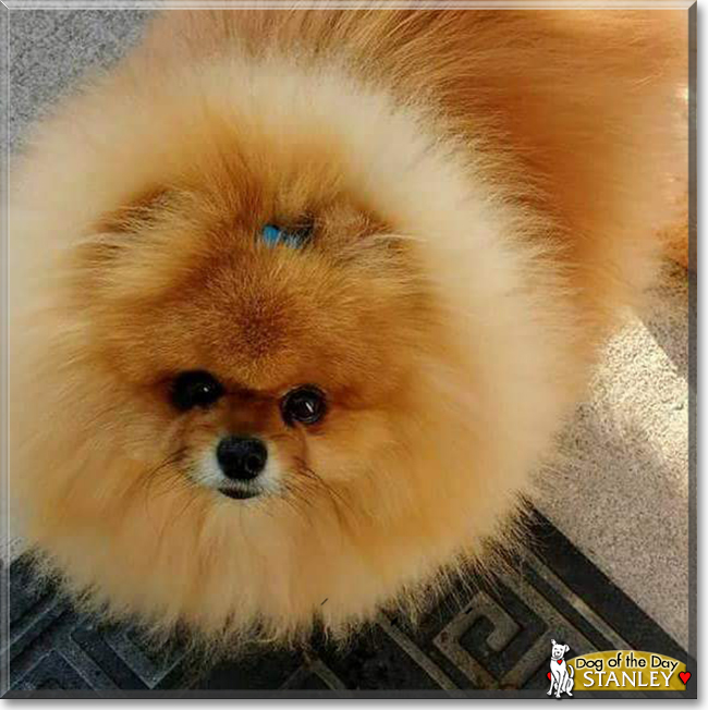 Stanley the Pomeranian, the Dog of the Day