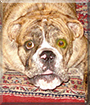 Duke the English Bulldog