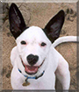 Roscoe the Bull Terrier Mix