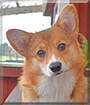 Nomi the Pembroke Welsh Corgi