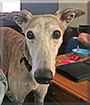 Dollar the Greyhound