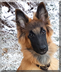 Soren the Belgian Tervuren