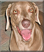 Doodle the Weimaraner