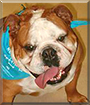 Griffin the English Bulldog