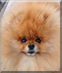 Stanley the Pomeranian