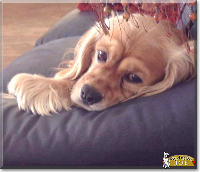 Joe the Cocker Spaniel, the Dog of the Day