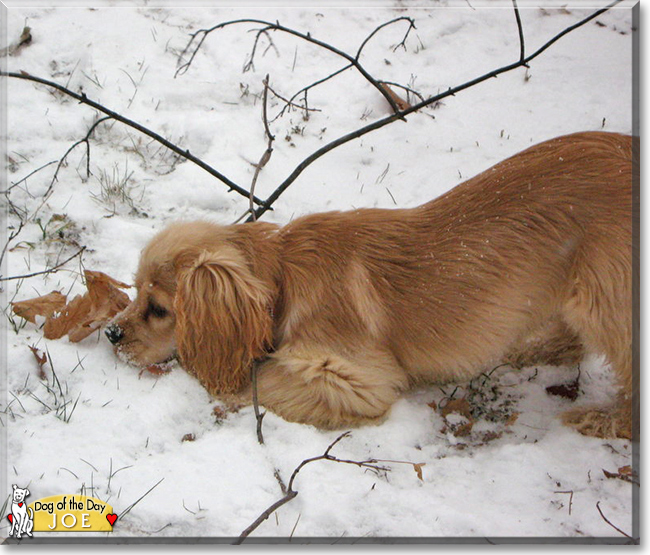 Joe the Cocker Spaniel, the Dog of the Day