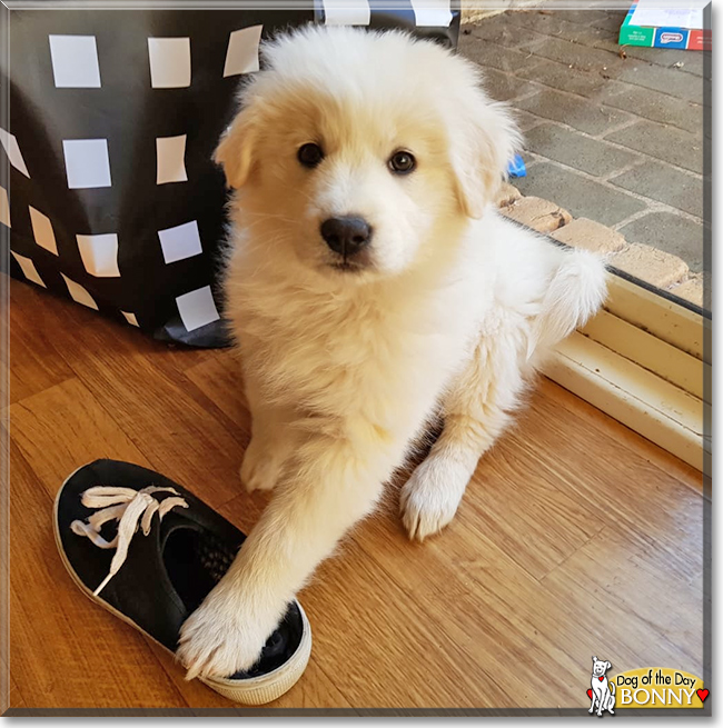 Bonny the Border Collie,  Maremma mix, the Dog of the Day