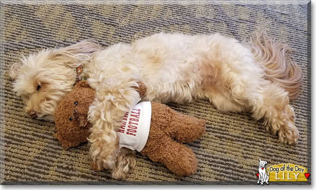 Lily the Maltese, Toy Poodle mix, the Dog of the Day