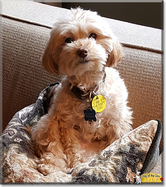 Lily the Maltese, Toy Poodle mix, the Dog of the Day