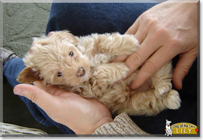 Lily the Maltese, Toy Poodle mix, the Dog of the Day