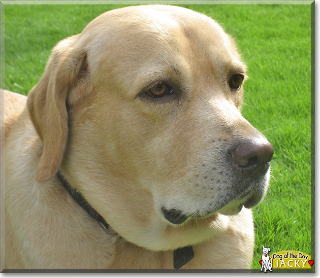 Jacky the Labrador Retriever, the Dog of the Day