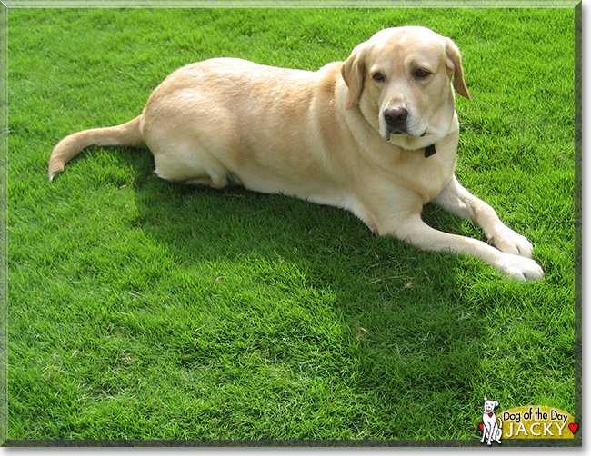 Jacky the Labrador Retriever, the Dog of the Day