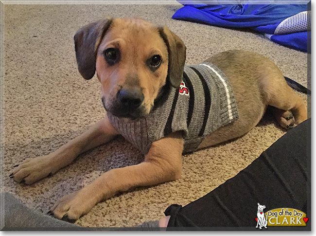 Clark the Hound/Labrador mix, the Dog of the Day