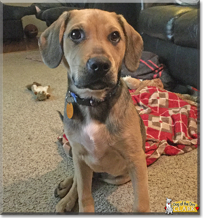 Clark the Hound/Labrador mix, the Dog of the Day