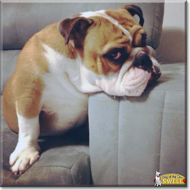 Swell the English Bulldog, the Dog of the Day