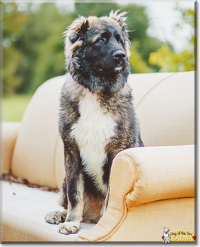 Karma the Caucasian Ovcharka, the Dog of the Day