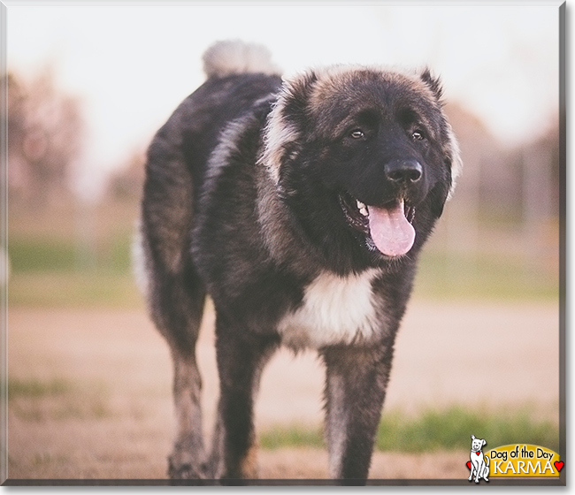 Karma the Caucasian Ovcharka, the Dog of the Day