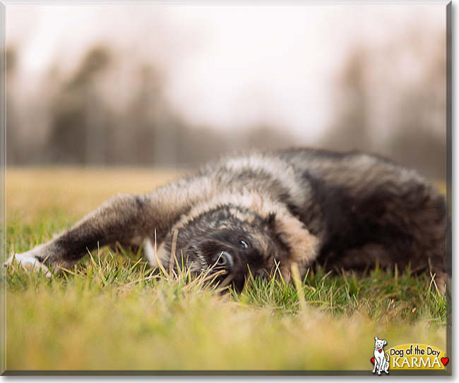 Karma the Caucasian Ovcharka, the Dog of the Day