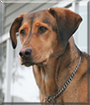 Mocha the Bloodhound mix