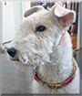 Nicky the Wire-Haired Fox Terrier