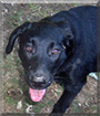 Skye the Labrador Retriever, Golden Retriever mix