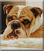 Swell the English Bulldog