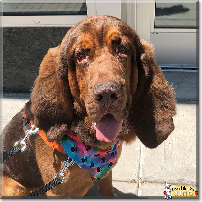 King the Bloodhound, the Dog of the Day