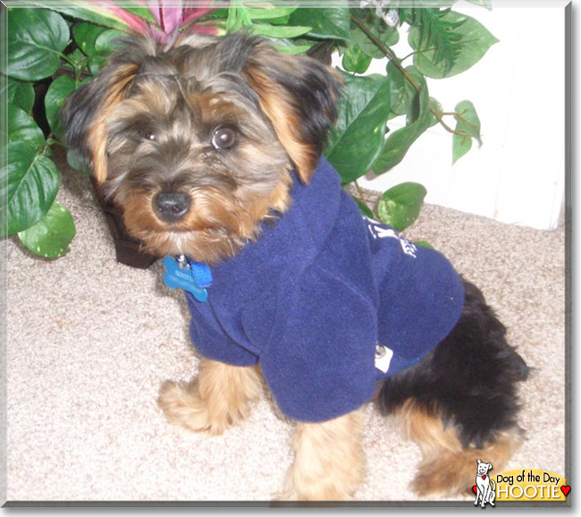 Hootie the Yorkshire Terrier, the Dog of the Day