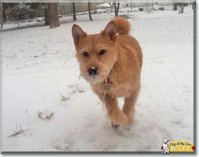 Wiley the Terrier mix, the Dog of the Day