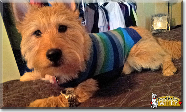 Wiley the Terrier mix, the Dog of the Day