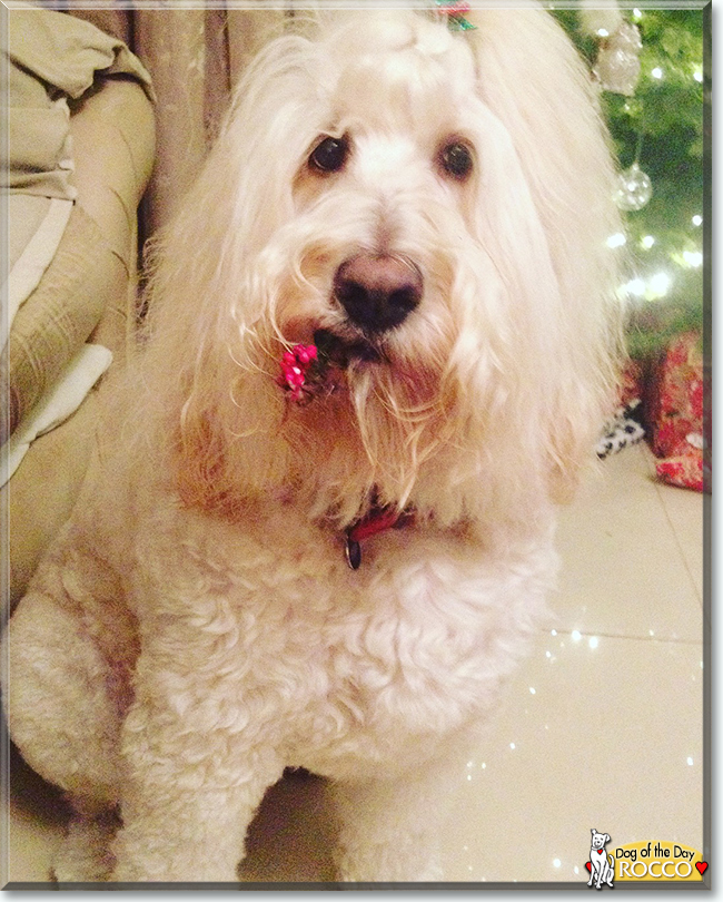 Rocco the Labrador Retriever, Standard Poodle mix, the Dog of the Day