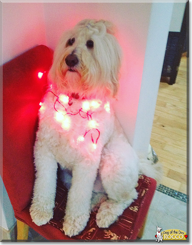 Rocco the Labrador Retriever, Standard Poodle mix, the Dog of the Day