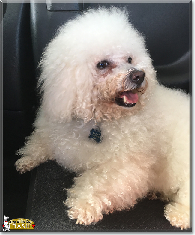 Dash the Bichon Frise, the Dog of the Day