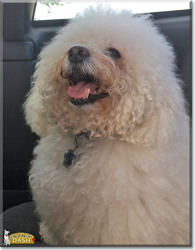 Dash the Bichon Frise, the Dog of the Day