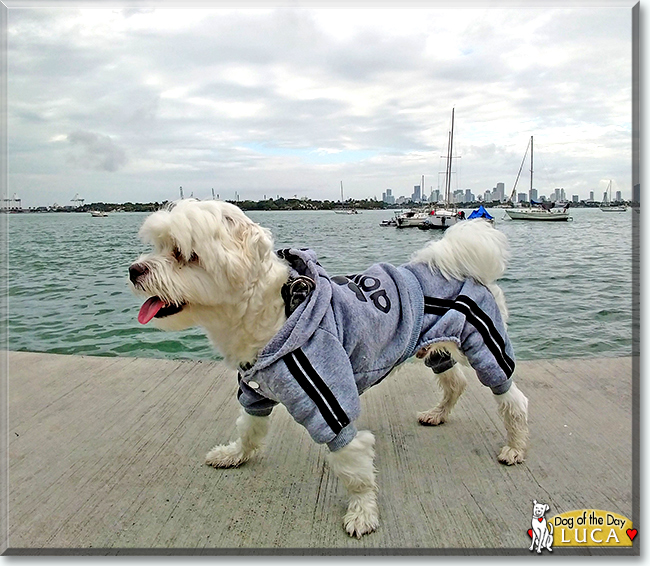 Luca the Maltese, the Dog of the Day