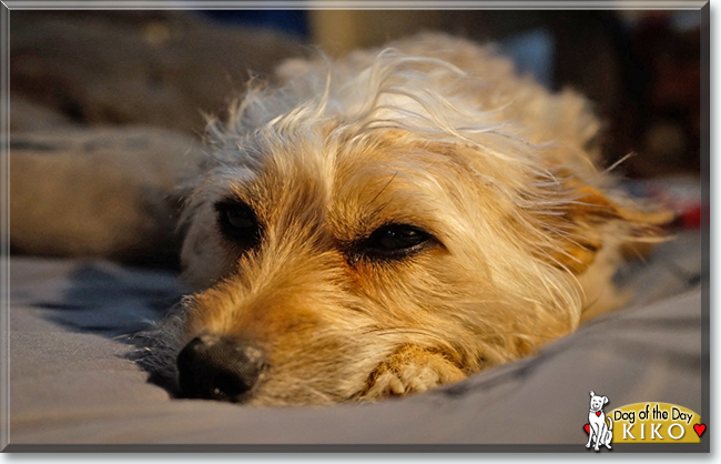 Kiko the Terrier mix, the Dog of the Day