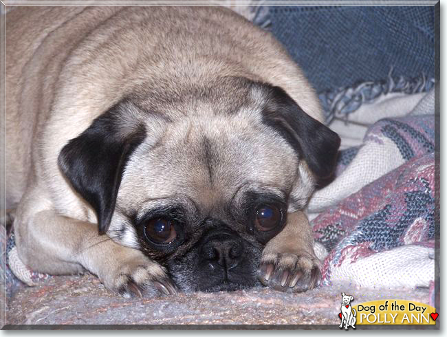 Polly Ann the Pug, the Dog of the Day