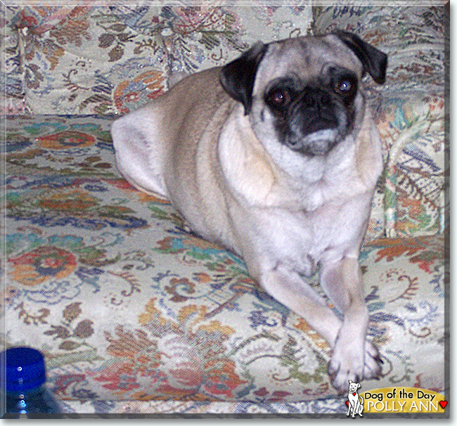 Polly Ann the Pug, the Dog of the Day