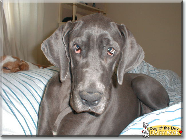 Daisy Mae the Great Dane, the Dog of the Day