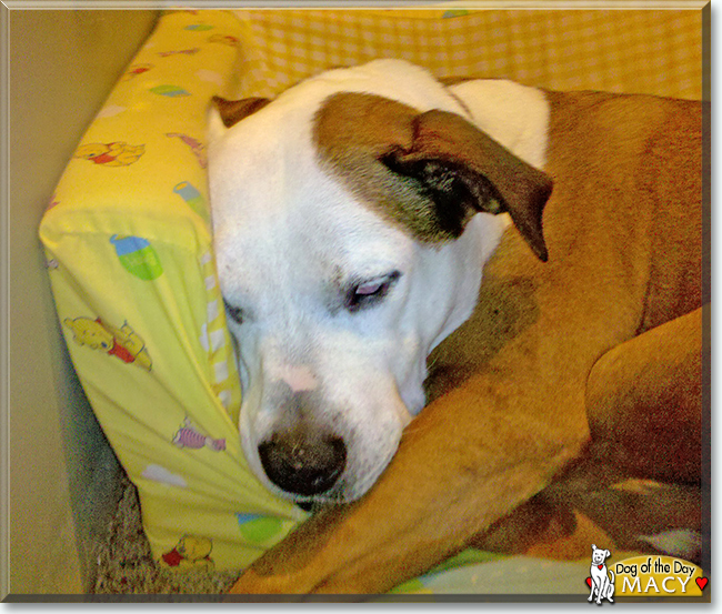 Macy the American mix, the Dog of the Day